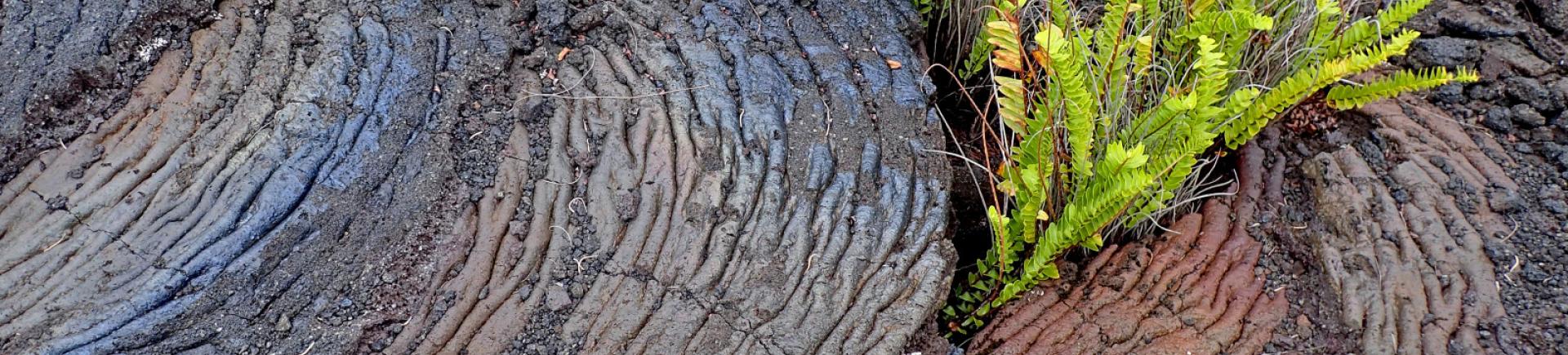 Lave cordée au cœur de fougère, coulée de 1977 à Piton-Sainte-Rose à La Réunion