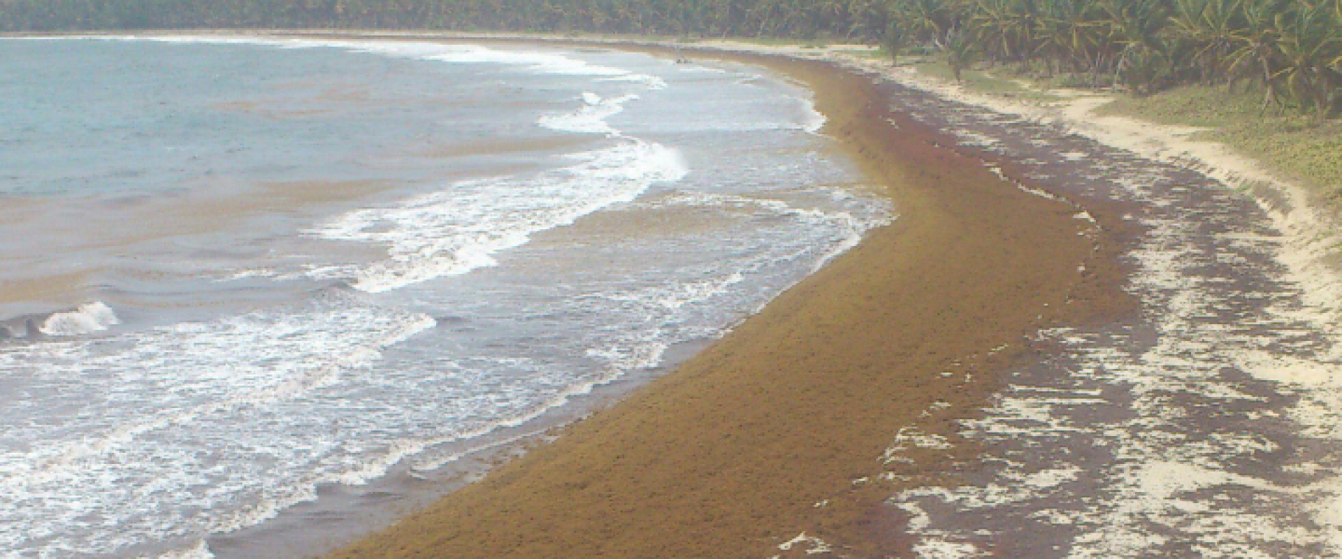 Plage de Grand Macabou après un épisode d’échouage de sargasses en juillet 2019