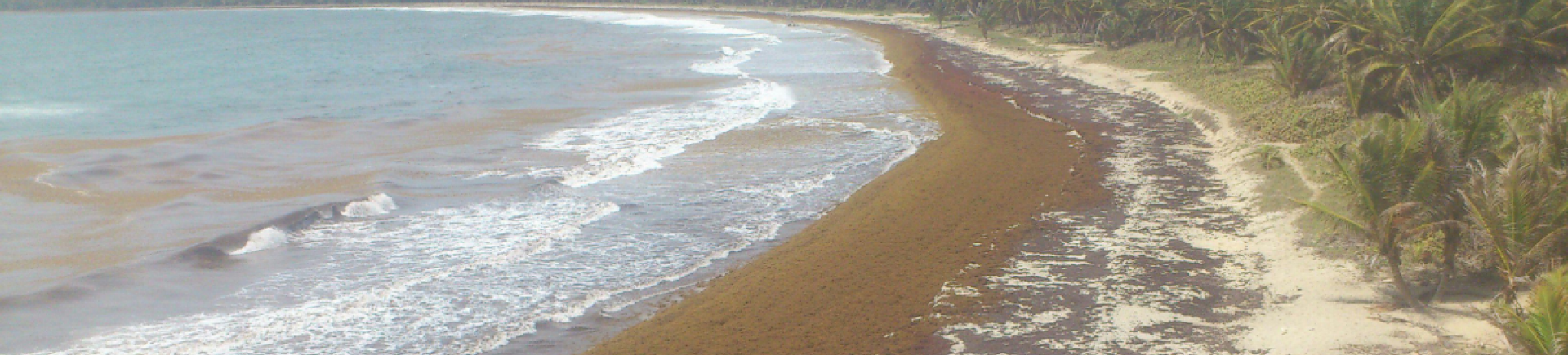 Plage de Grand Macabou après un épisode d’échouage de sargasses en juillet 2019